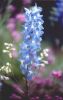 Backyard flower.jpg