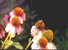 Cone Flower with Honey bee.jpg