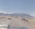 Cows   Aug. 1969.jpg