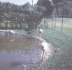 Florida Flamingos  Jan. 1969.jpg