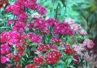 More Backyard Flowers.jpg