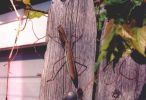 Preying Mantis.jpg